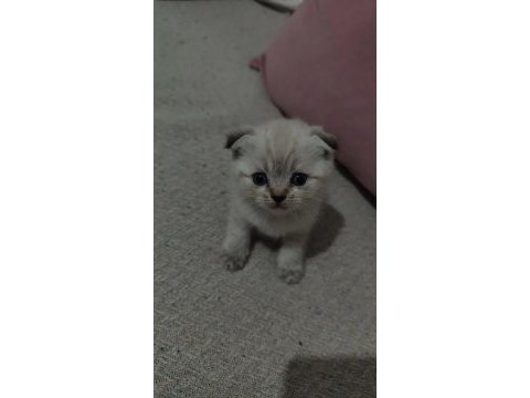Yavru scottish fold kediler