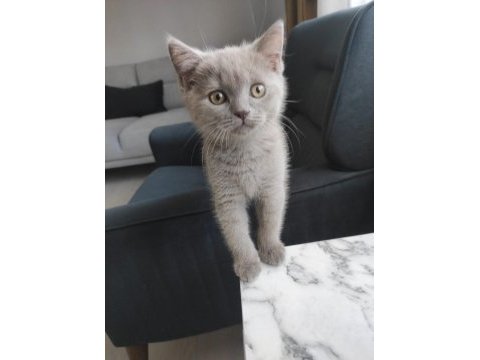 4-5 aylık british shorthair yavru