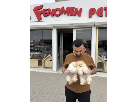 Maltipo yavrular toy poodle yavrular ankara mağazamızda