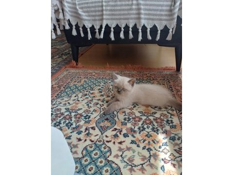 British blue point