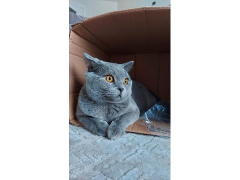 British shorthair