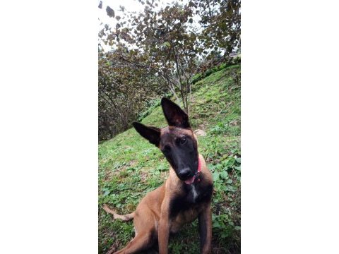 Belçika malinois 7 aylık