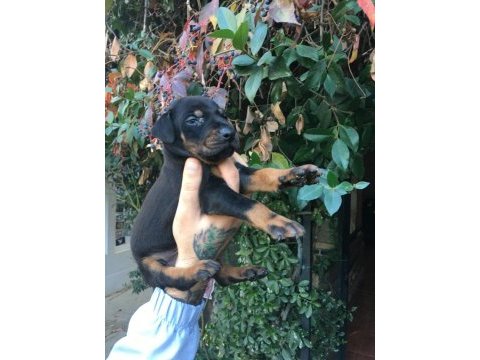 Secereli doberman yavrularım