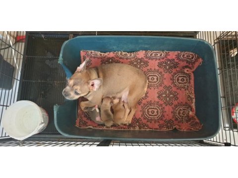 Kızanda bir doğum yapmış french bulldog