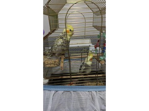 Kafesiyle birlikte 2 aylık 1 dişi 1 erkek sultan papağanı