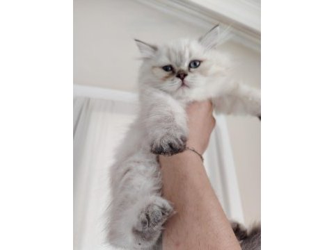 British shorthair kız kardeşler