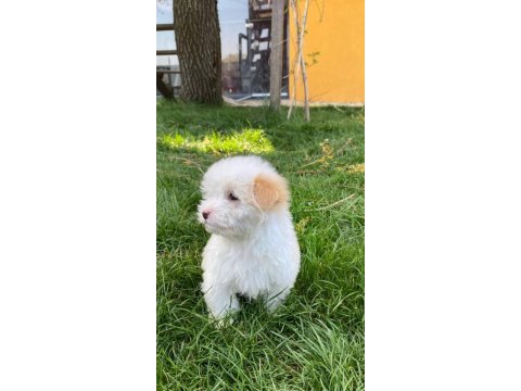 Terrier maltipoo kar beyazı yavrular