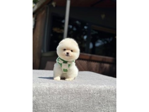 Sağlık ve ırk garantili pomeranian köpekler