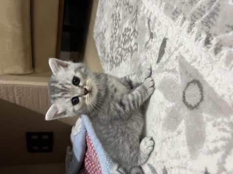 Özel ırk scottish fold