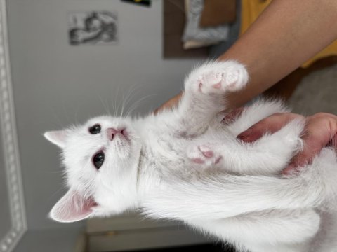 British shorthair