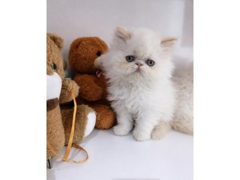 İran persian (show kalite)