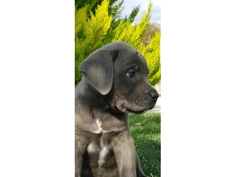 Safkan blue siyah erkek cane corso