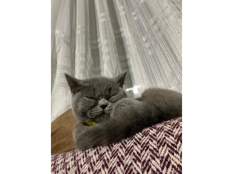 Safkan british shorthair kedisi