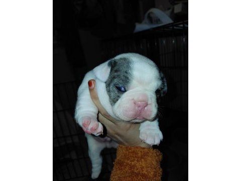 Merle pied erkek french bulldog