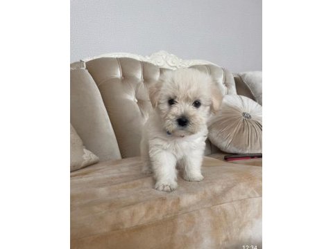 Mattlese terrier 50 günlük