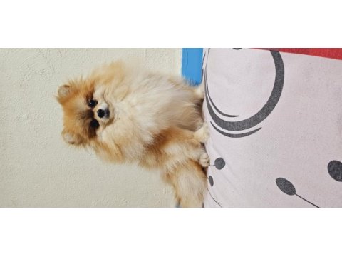 Pomeranian spitz