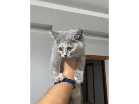 Son kalan iki scottish fold yavrumuza acil yuva arıyoruz