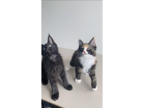 Değerini bilene özel xxl maine coon bebekler 