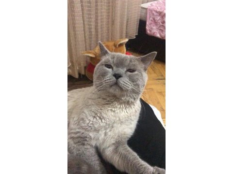 British blue point erkek acil