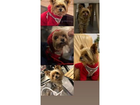 5 yaşında yorkshire terrier tuvalet eğitimi var