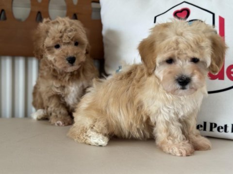 Ankaranın show kalite maltipoo yavruları