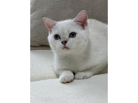 Anne altından safkan mavi göz dişi british shorthair