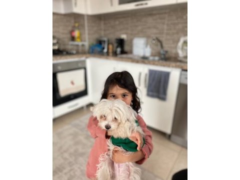 Maltese terrier paşa