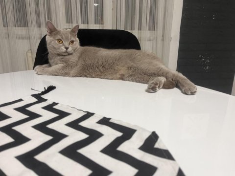 British shorthair 1.5 yaşında