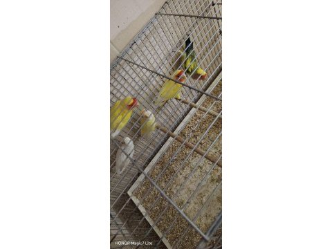 Dişi ve erkek mevcut kuşlar