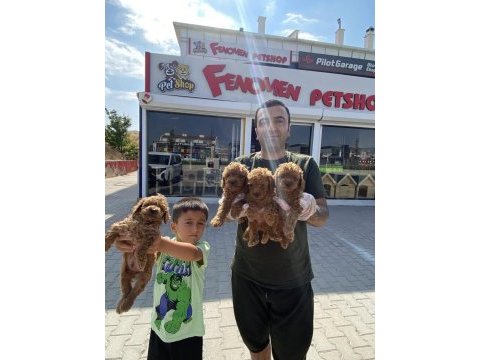 Toy poodle dünyasından orjinal ırk yavrular ankara