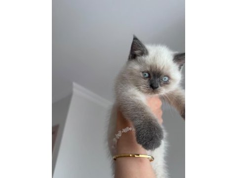 2 aylık safkan blue point british shorthair