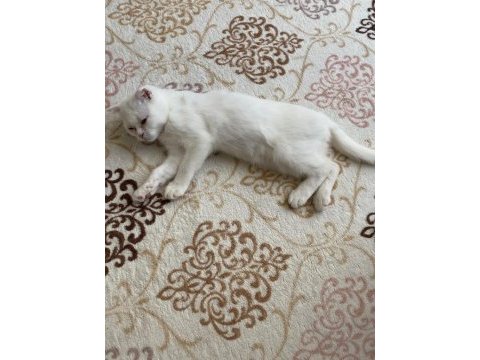 Çinkomuza yeni yuva scottish fold