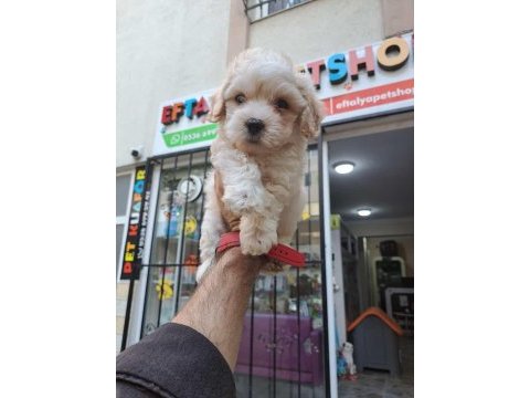 Maltipoo erkek