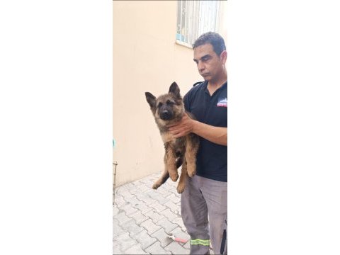Showline longhair alman çoban köpeği