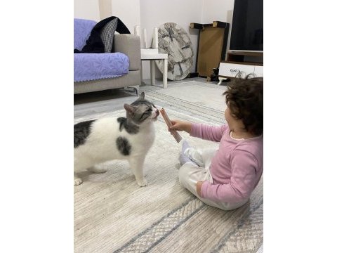 Kedimize yuva arıyoruz kırma tekirdir