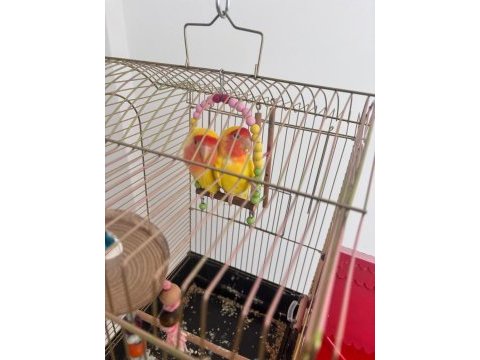 Çift halinde yumurtalamaya hazır sevda papağanı