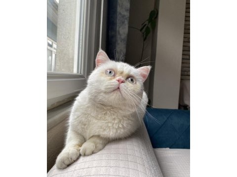 Erkek british shorthair - persian kedimiz