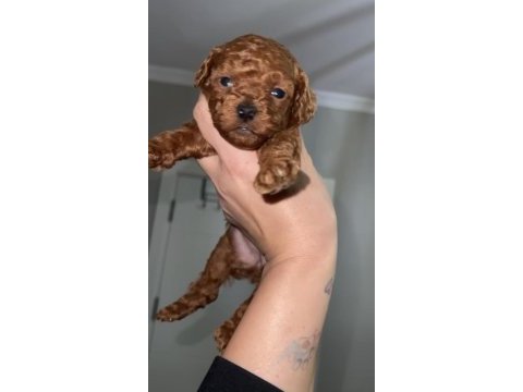 Red brown renk erkek dişi toy poodle bebekler