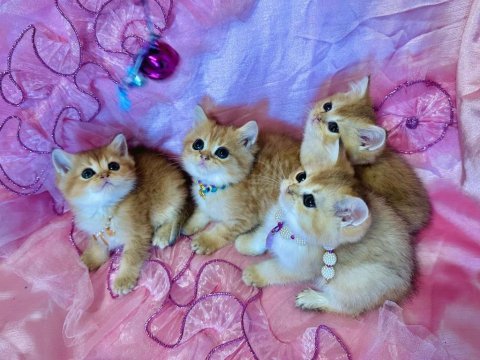 Dişi erkek bebek kediler yeni evlerini arıyorlar