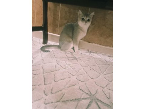 Mavi british shorthair kızımız sahiplendirilecektir