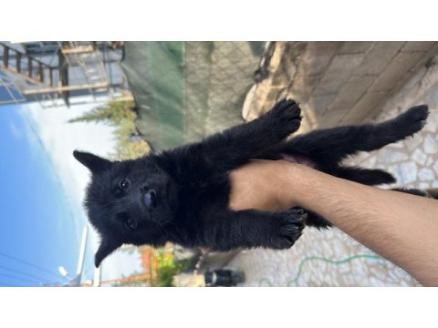 Orjinal saf alman kurdu yavruları teslime hazır