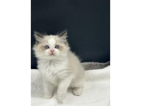 Ragdoll bebekler rezerve açık
