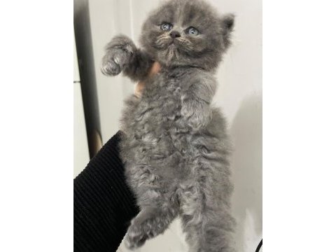 British longhair 1 aylık kedimiz
