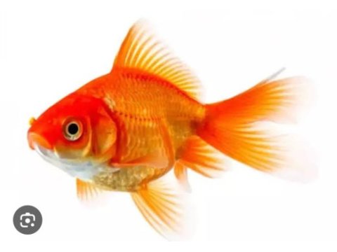 Baby fish aquarium adrese teslim alo gelsin