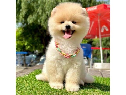 Safkan pomeranian boo bebekler