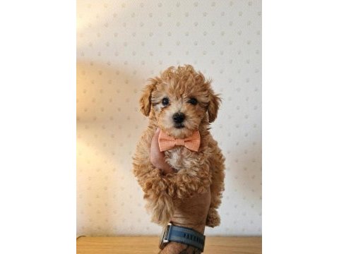 Poodle toy muhteşem bebekler