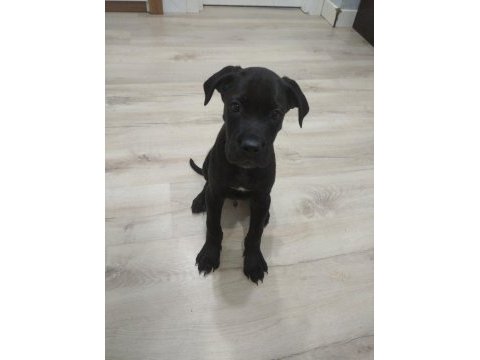 Orjinal cane corso yavrularım
