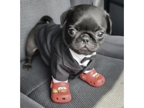 Pug safkan siyah