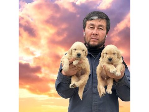 Golden çok sevimli yavrular ruhsatlı çiftlik