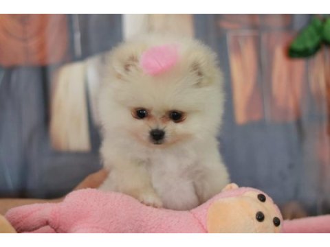 Orjinal pomeranian boo yavrular